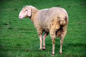 Sagra della Pecora a Magliano Romano: Tradizione e Sapori il 19 Aprile 2026