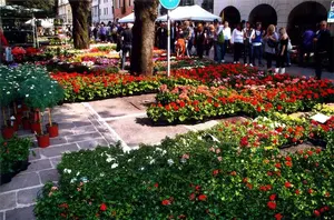 Cavour in Fiore 2026: L'eccellenza florovivaistica alle pendici della Rocca